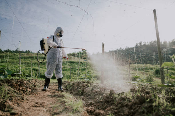 Best Termite Control Services  in Boulder, MT