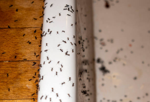 Best Bed Bug Extermination  in Boulder, MT