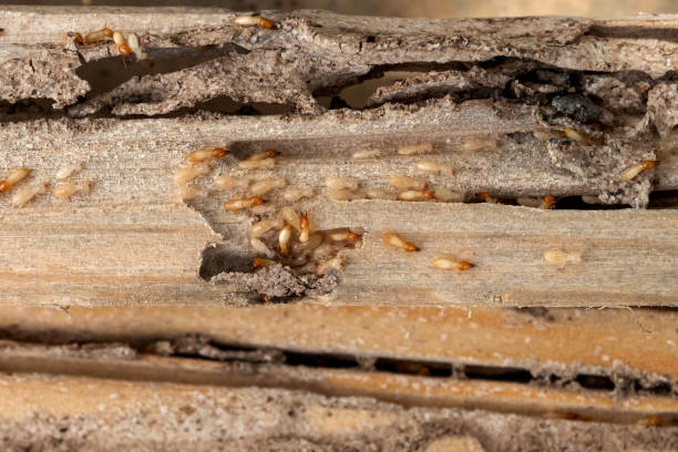 Best Affordable Pest Control Services  in Boulder, MT