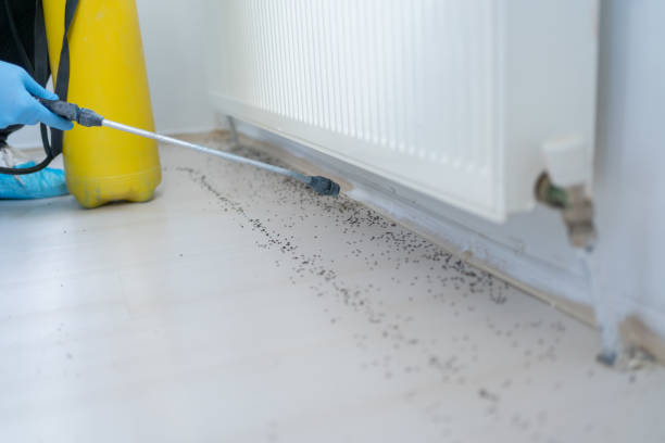 Best Wasp Removal Services  in Boulder, MT